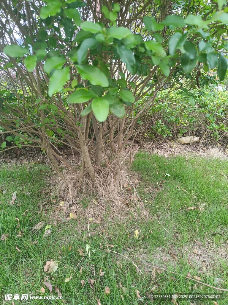叢生植物特寫