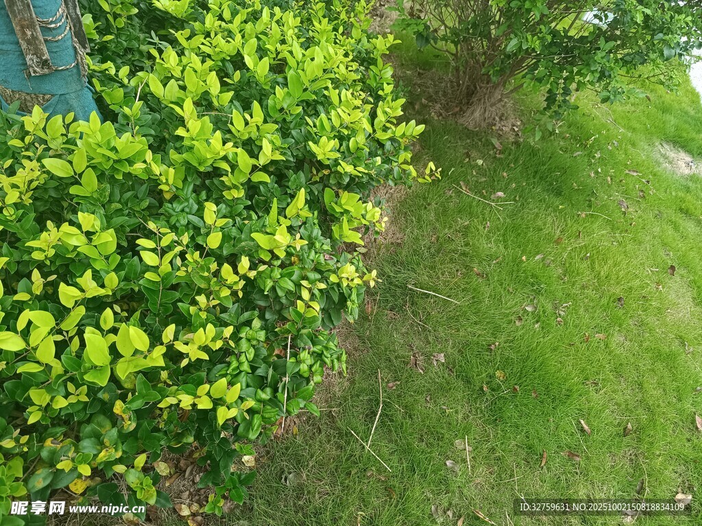 翠綠灌木與草地景觀