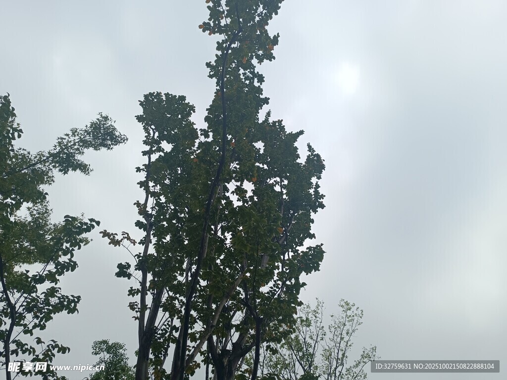 霧中挺拔樹木