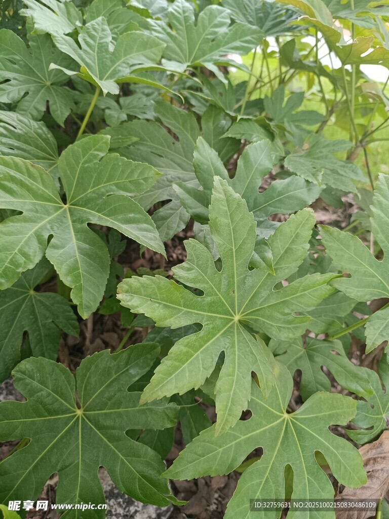 繁茂的掌狀葉片植物