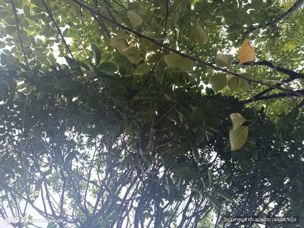 枝葉間的光影與小鳥