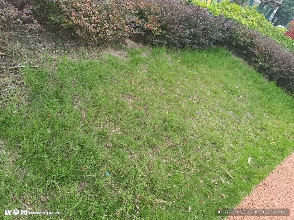 戶外翠綠草坪景觀