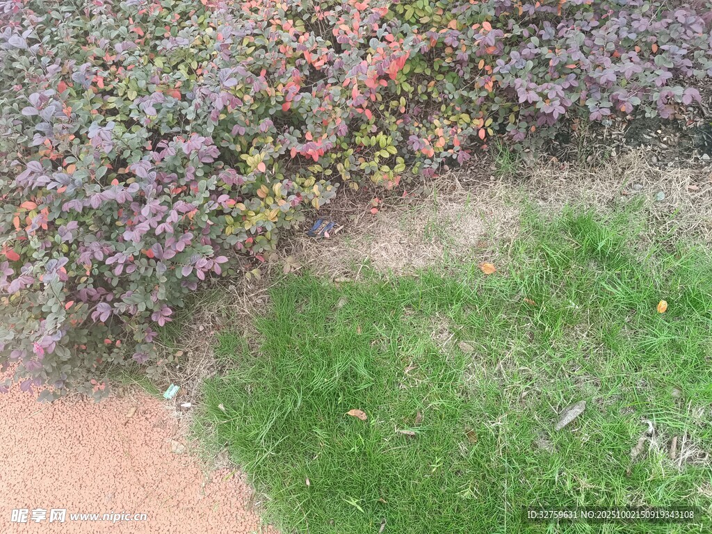 草地與灌木叢景觀