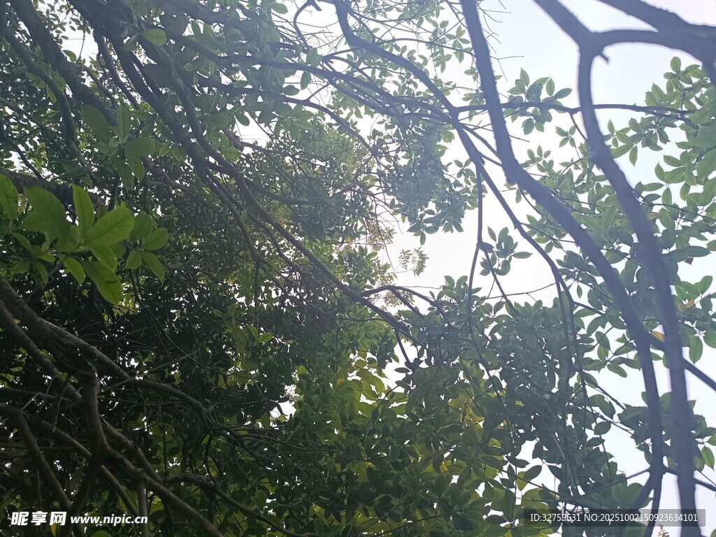 陽光穿透茂密樹林景象