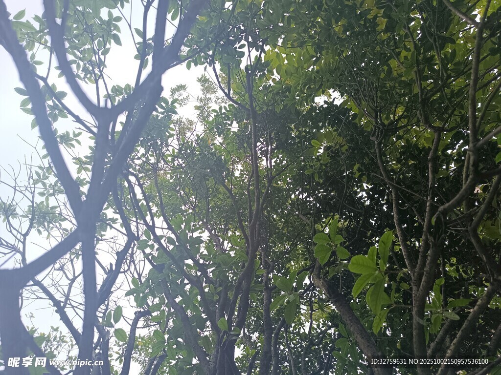 枝葉繁茂的樹木景象