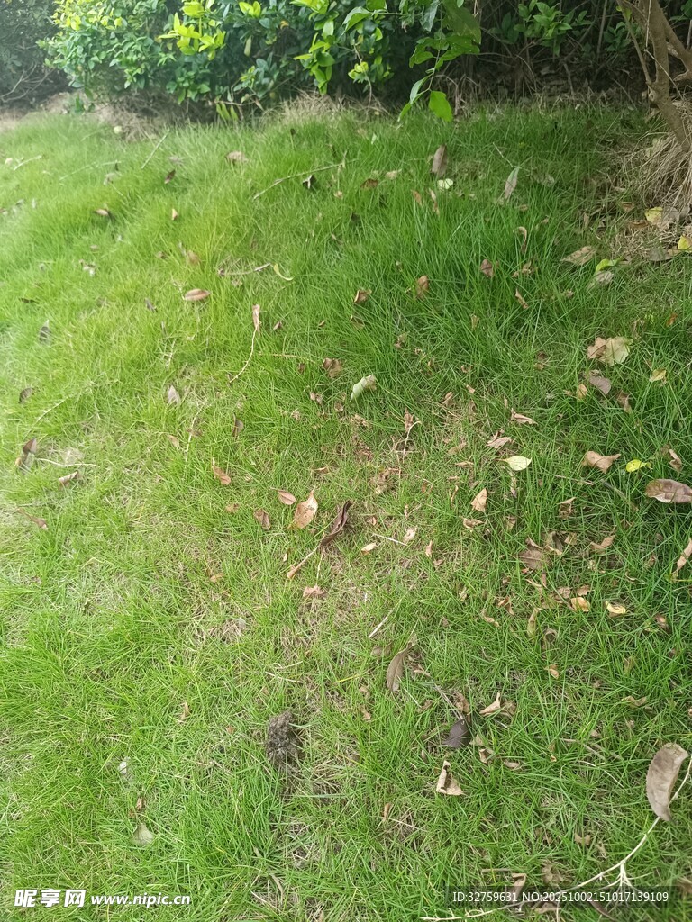 綠意盎然的草地場景