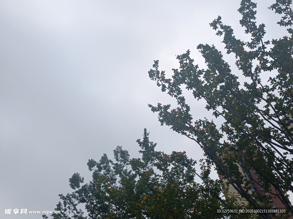 仰視天空下的繁茂綠樹