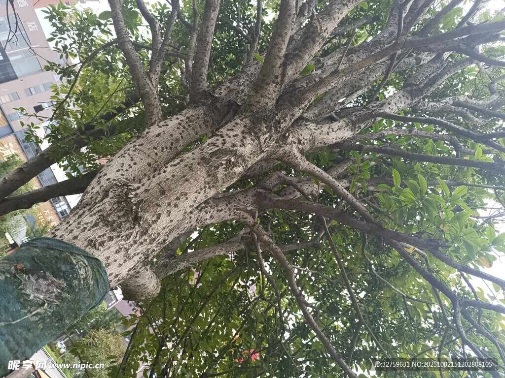古老大樹(shù)的繁茂樹(shù)冠