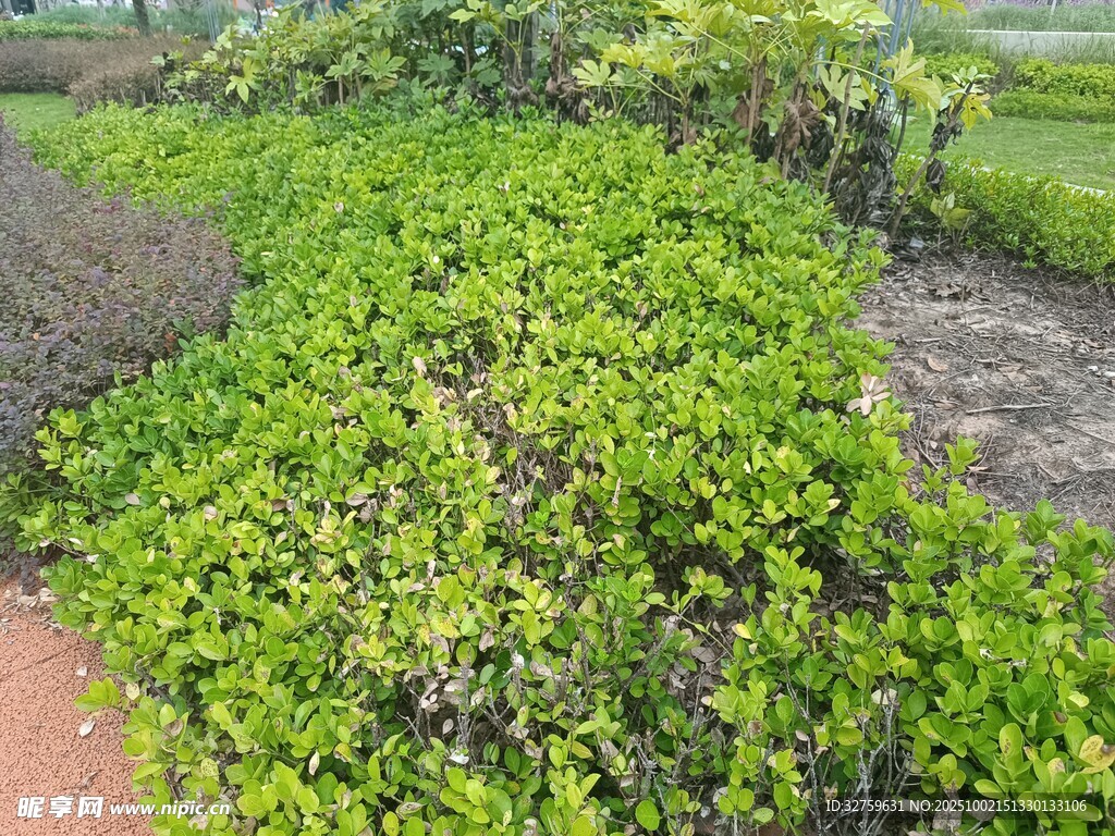 翠綠繁茂的灌木叢景觀