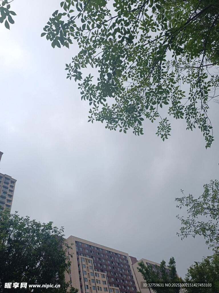 陰天時(shí)的城市樹(shù)木與建筑