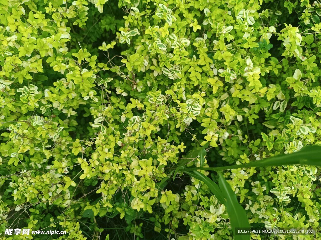 翠綠繁茂的黃色小花植物