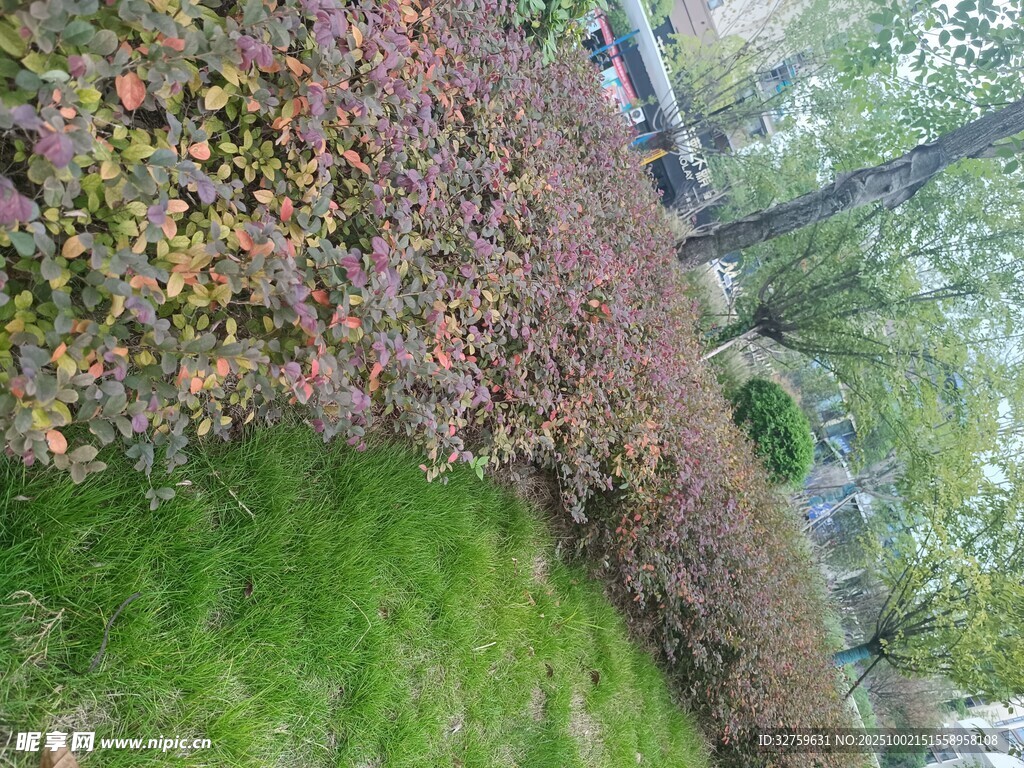 多彩植物景觀