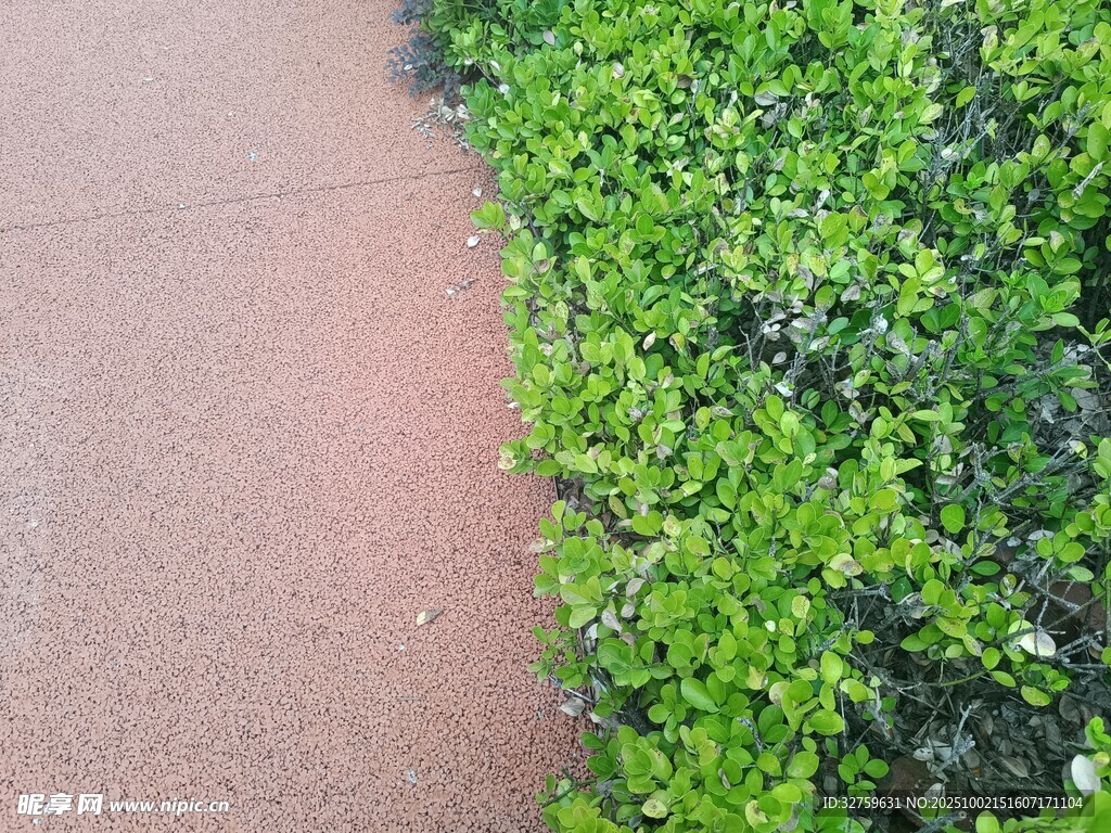 紅磚小徑旁的翠綠植物