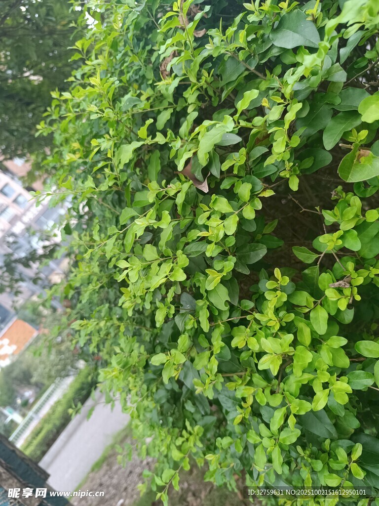 綠意盎然的垂直綠植墻
