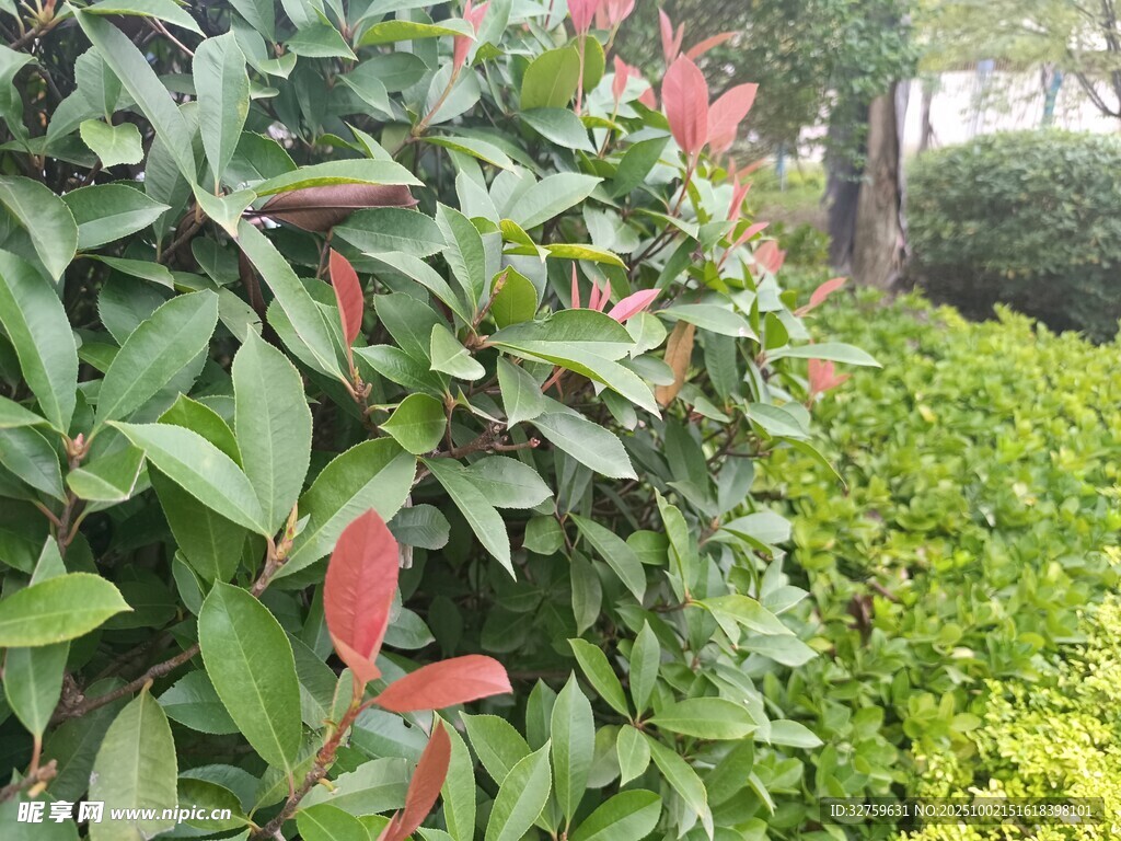 綠葉紅花的美麗植物景觀