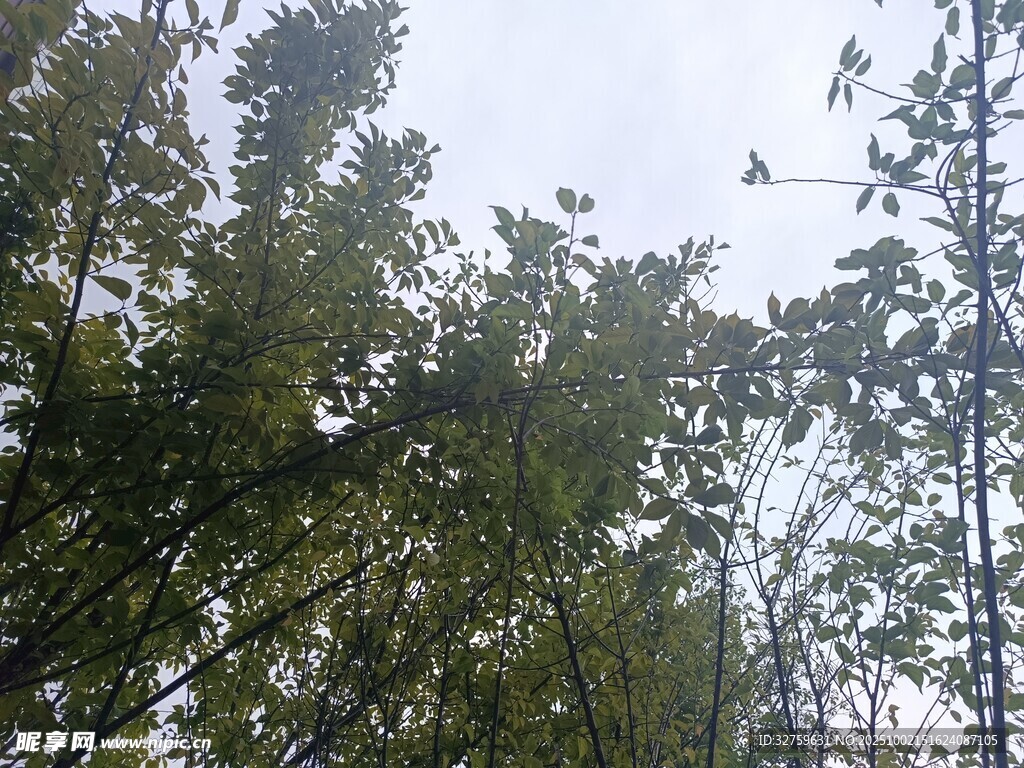 仰視茂密樹林