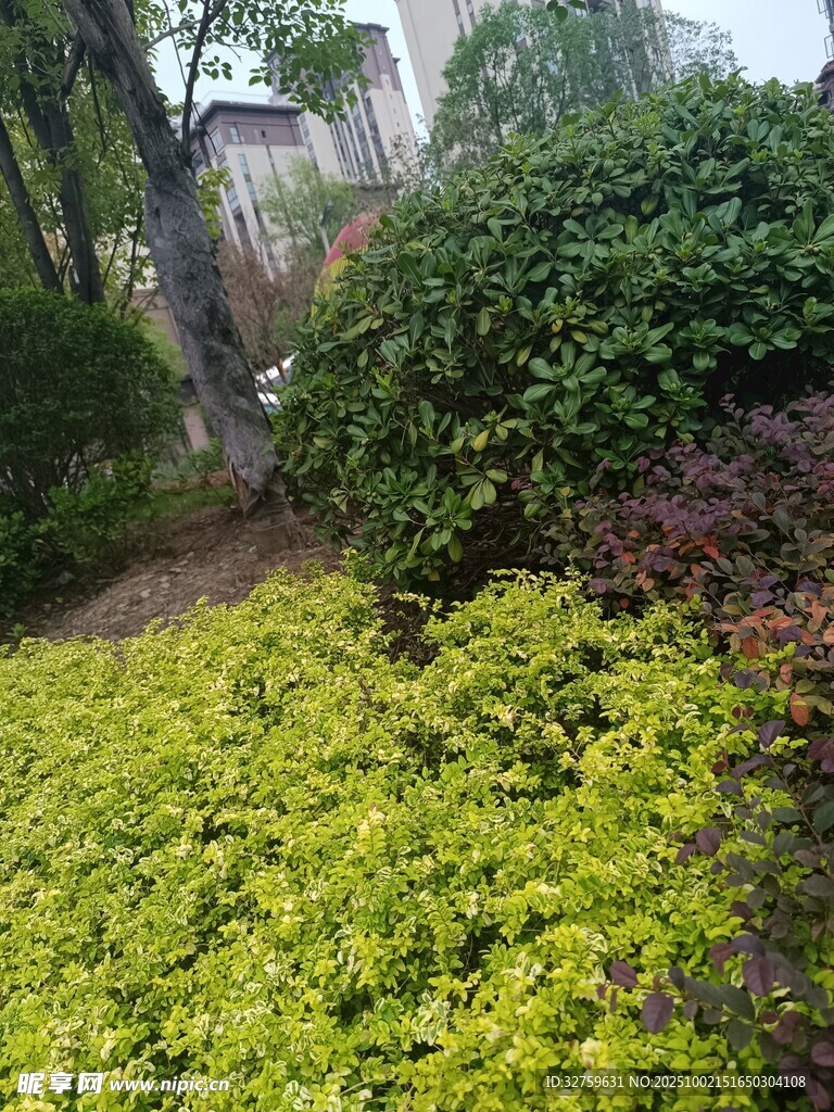 庭院中的多彩綠植景觀