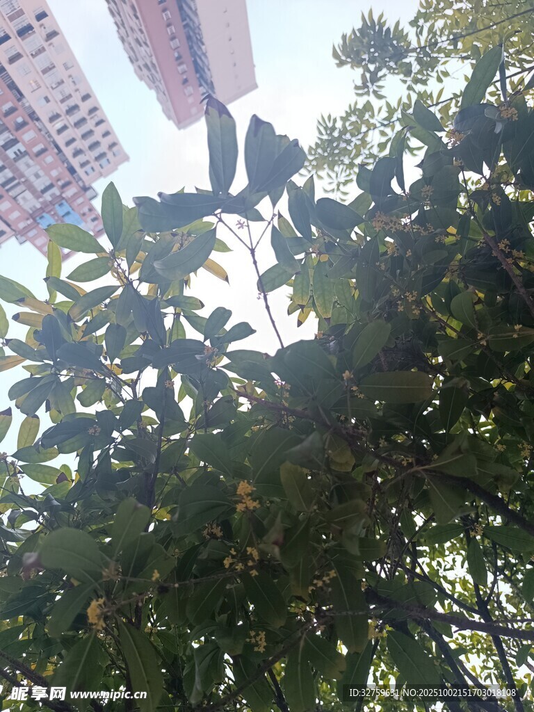城市中繁茂的綠樹(shù)景觀