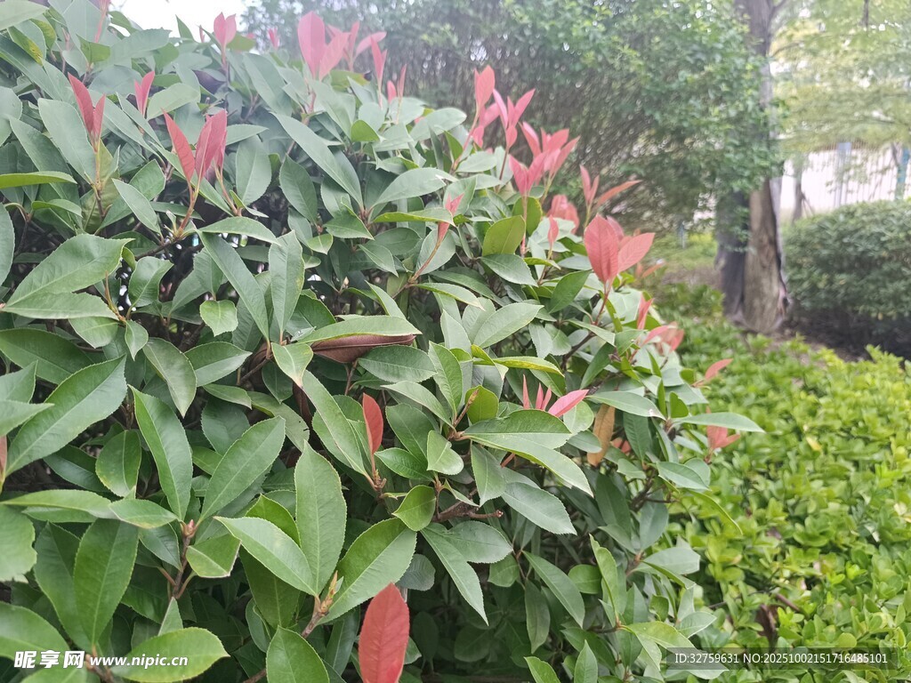 綠葉叢中紅穗植物綻放