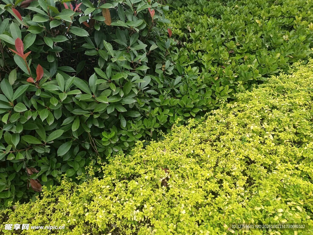 翠綠繁茂的多彩植物景觀