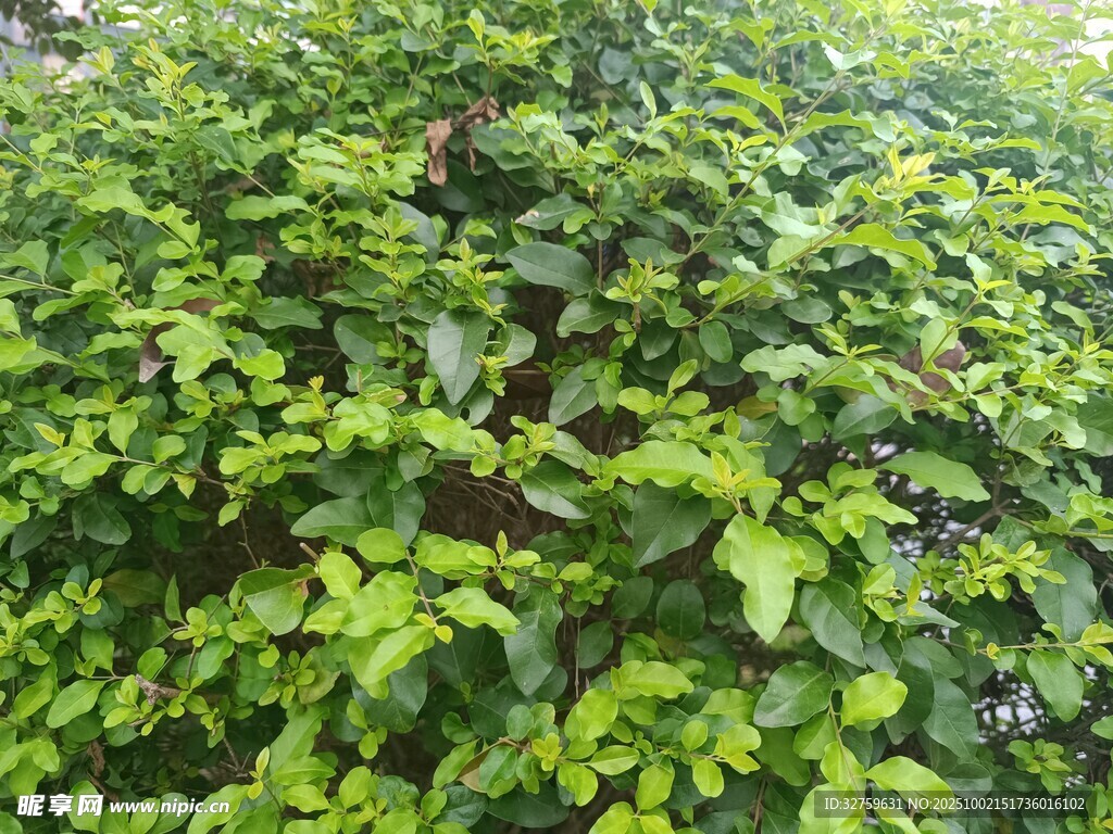 翠綠繁茂的灌木叢