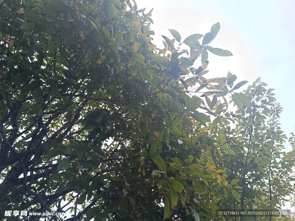 繁茂樹林中的開闊天空