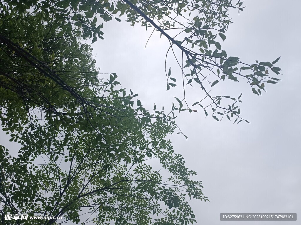 仰視綠樹與灰白天空