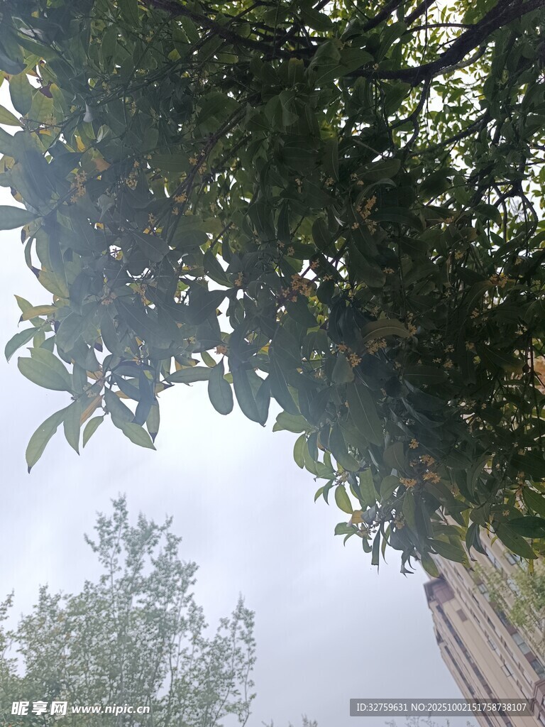 透過(guò)枝葉望天空