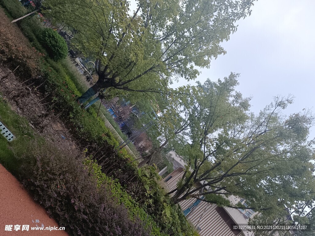 戶外綠樹與植被景觀