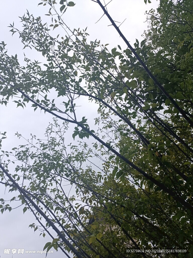 竹林樹梢上的天空景象