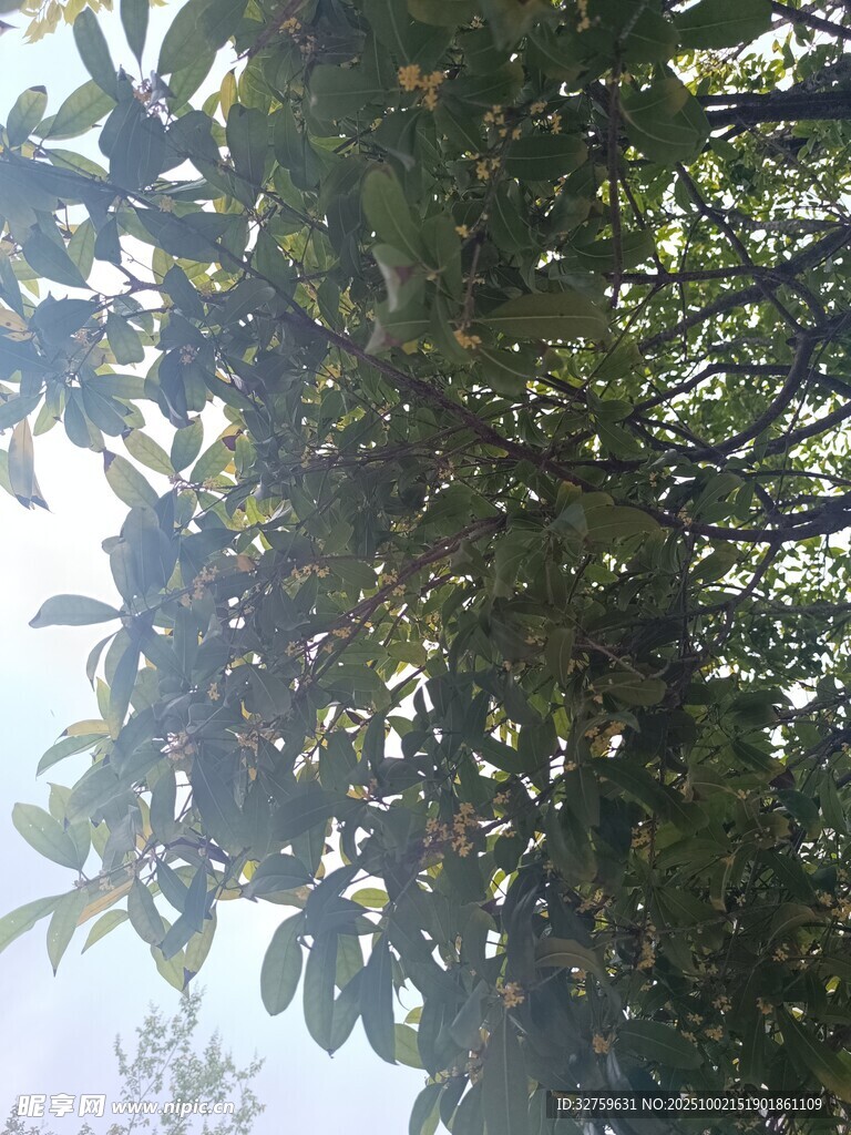 繁茂綠葉與天光交相輝映