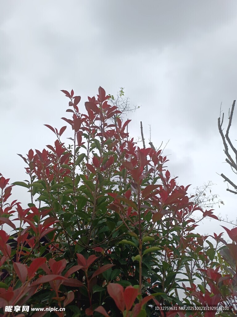 紅綠葉叢映灰天
