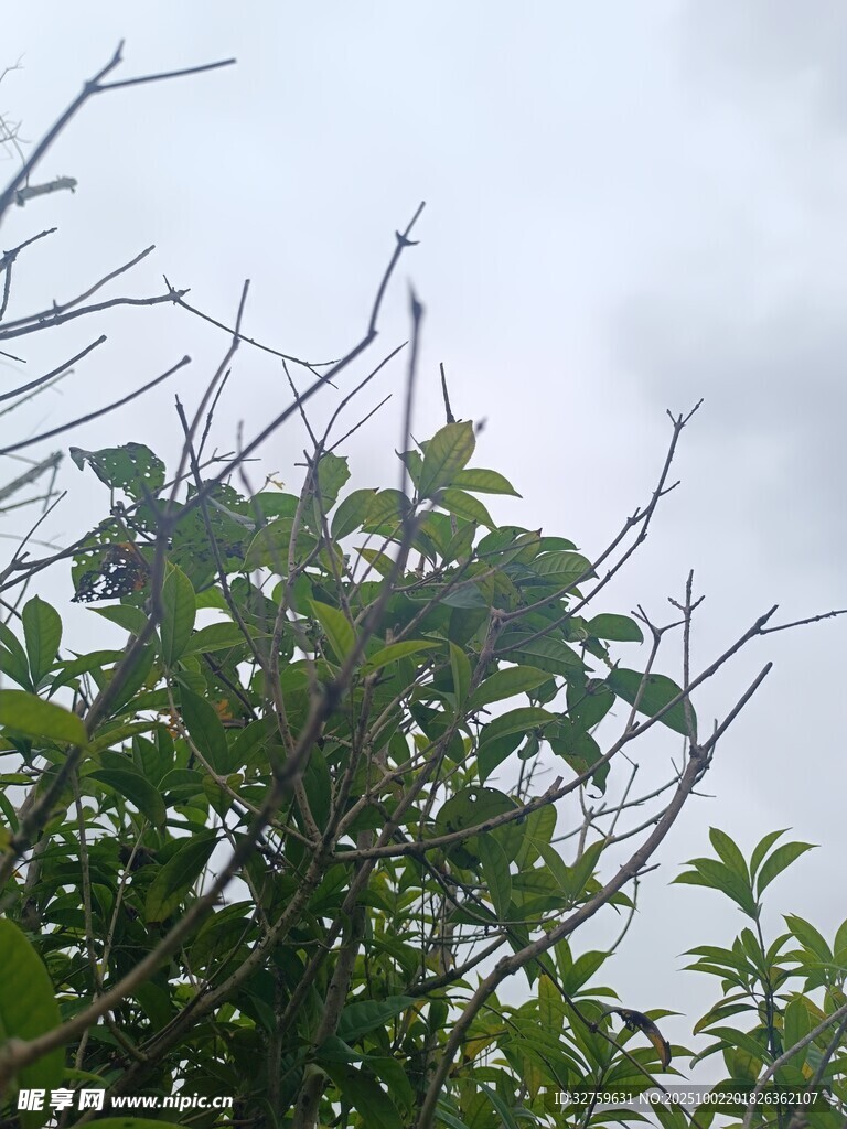 枝葉繁茂的綠植