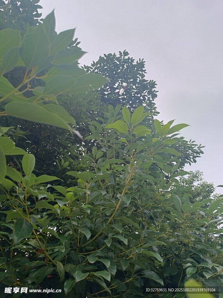 茂密綠植中的清新景致