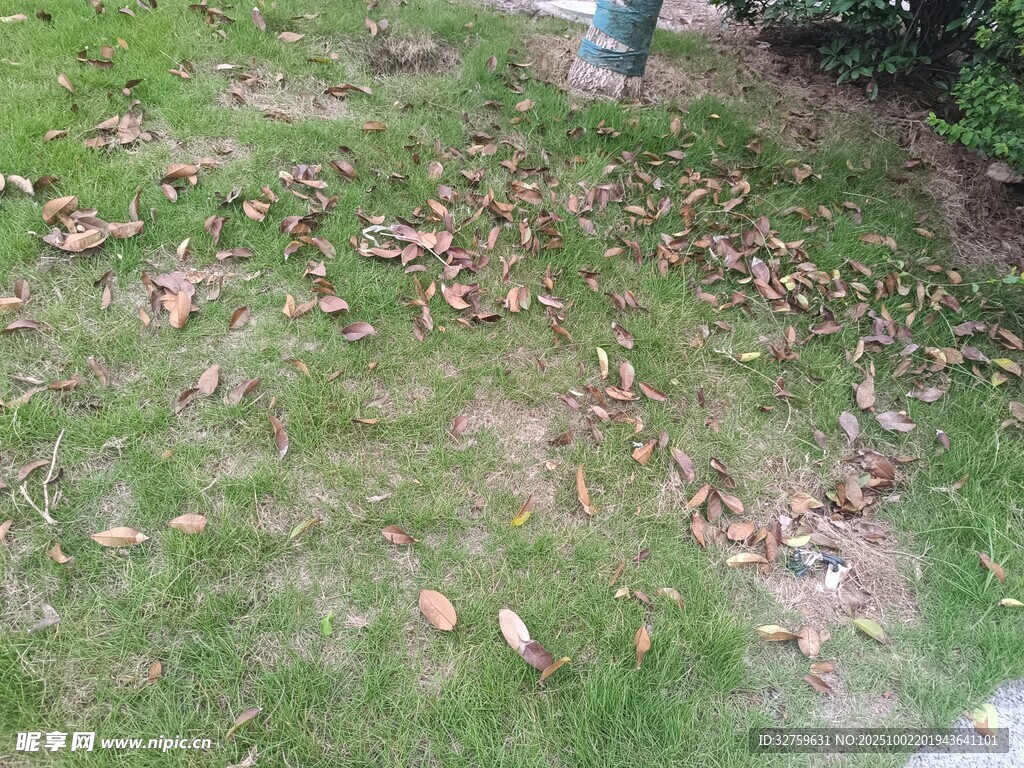 草地上散落的枯黃樹(shù)葉