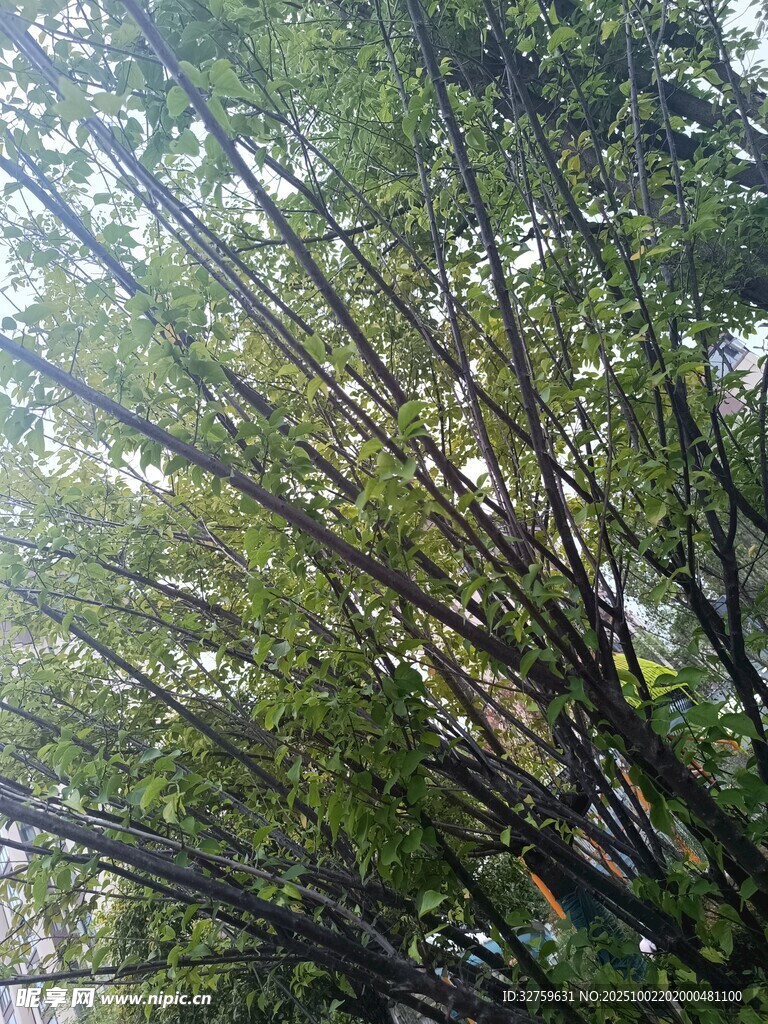 茂密竹林