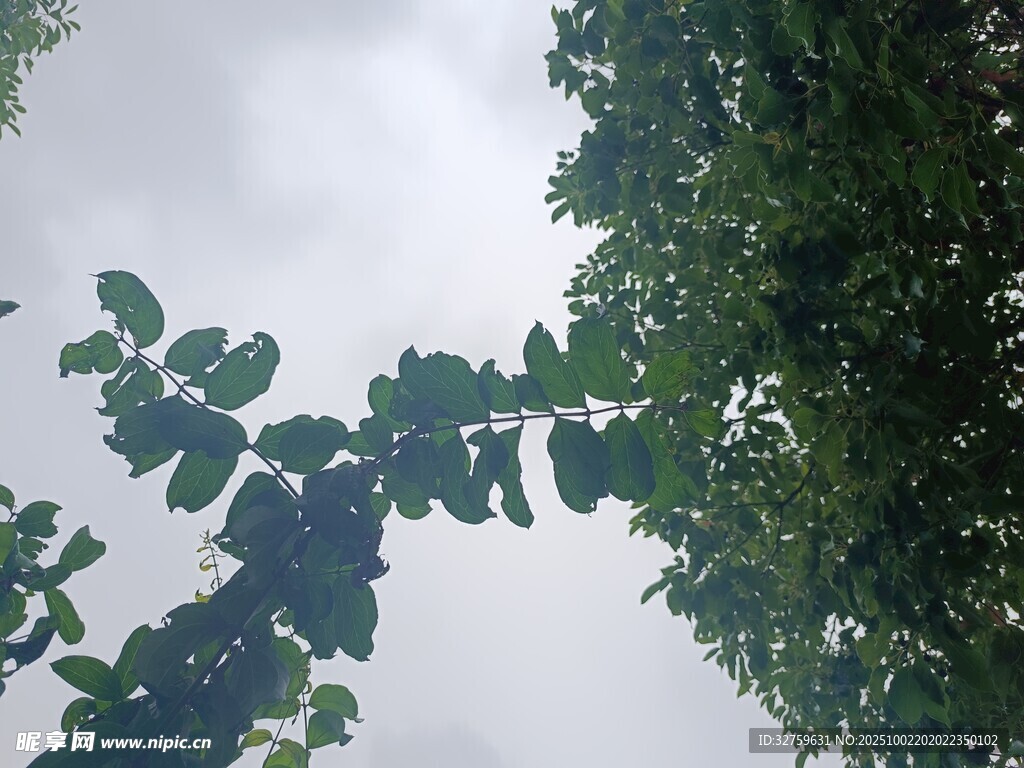 仰視繁茂枝葉