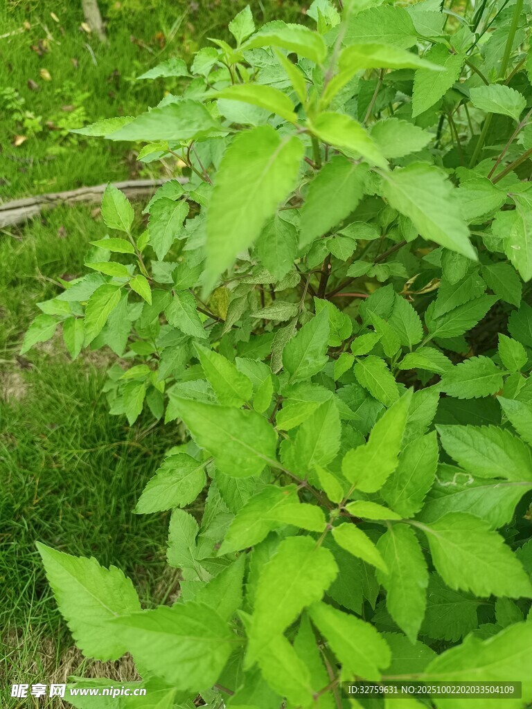 嫩綠繁茂的植物