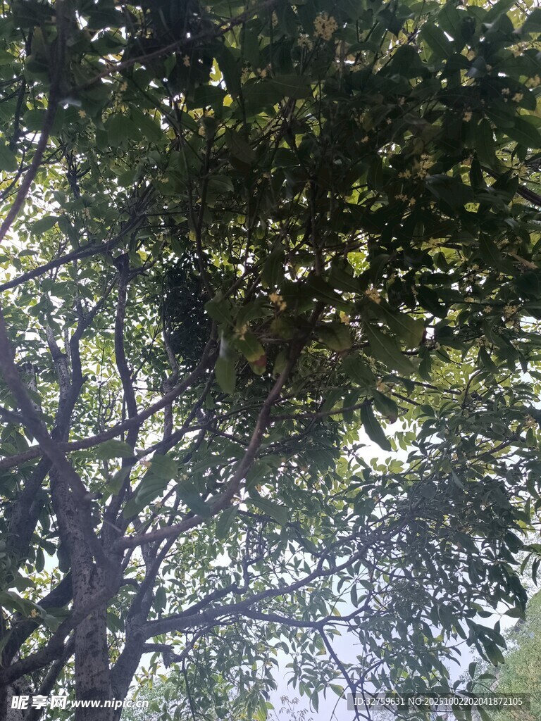 仰視繁茂枝葉