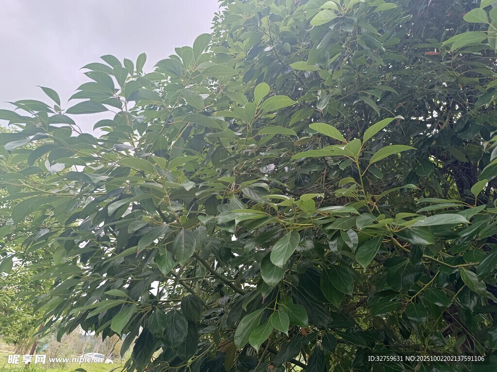 繁茂綠葉植物近景