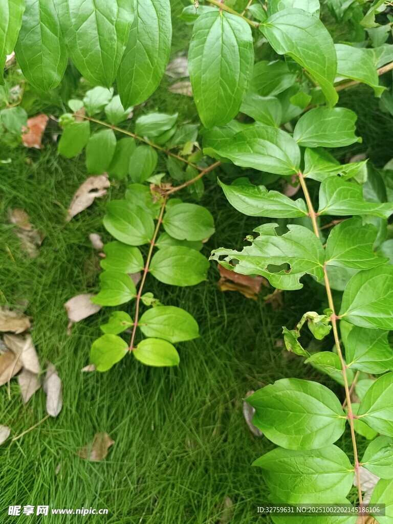 綠葉植物的自然生機畫面