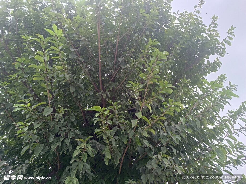 茂密綠樹展現自然生機