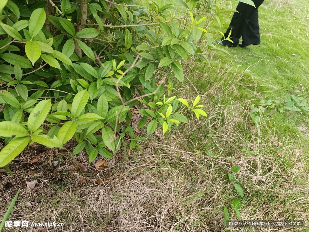 草叢邊的黑色貓咪