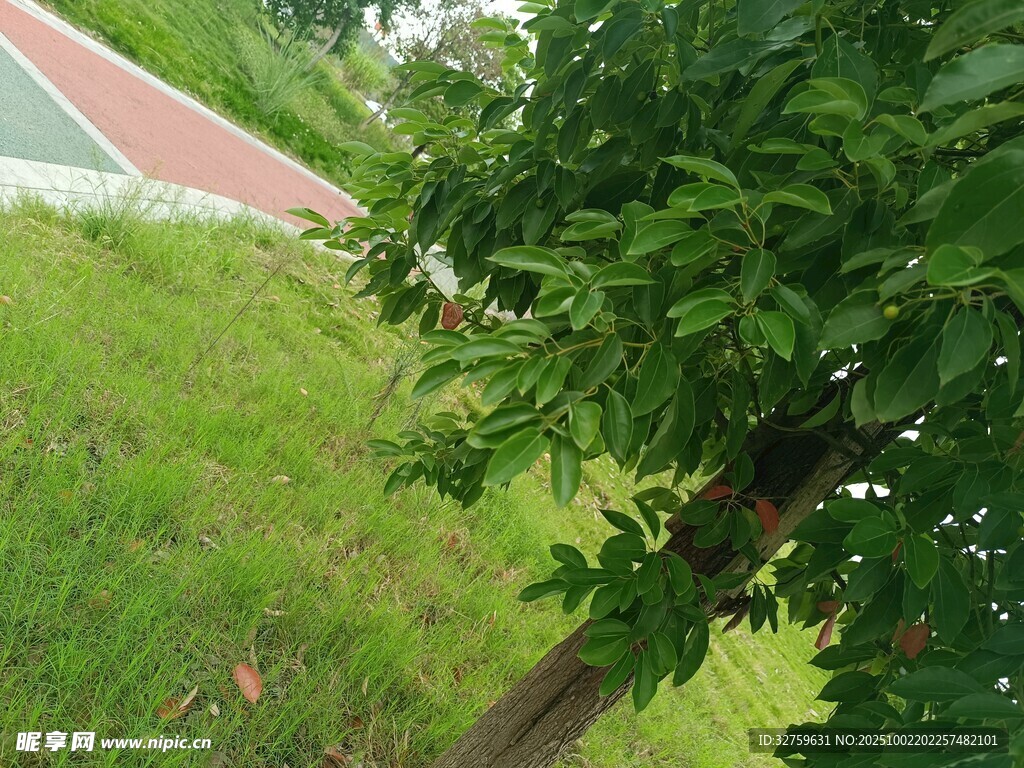 綠樹旁的多彩戶外場地