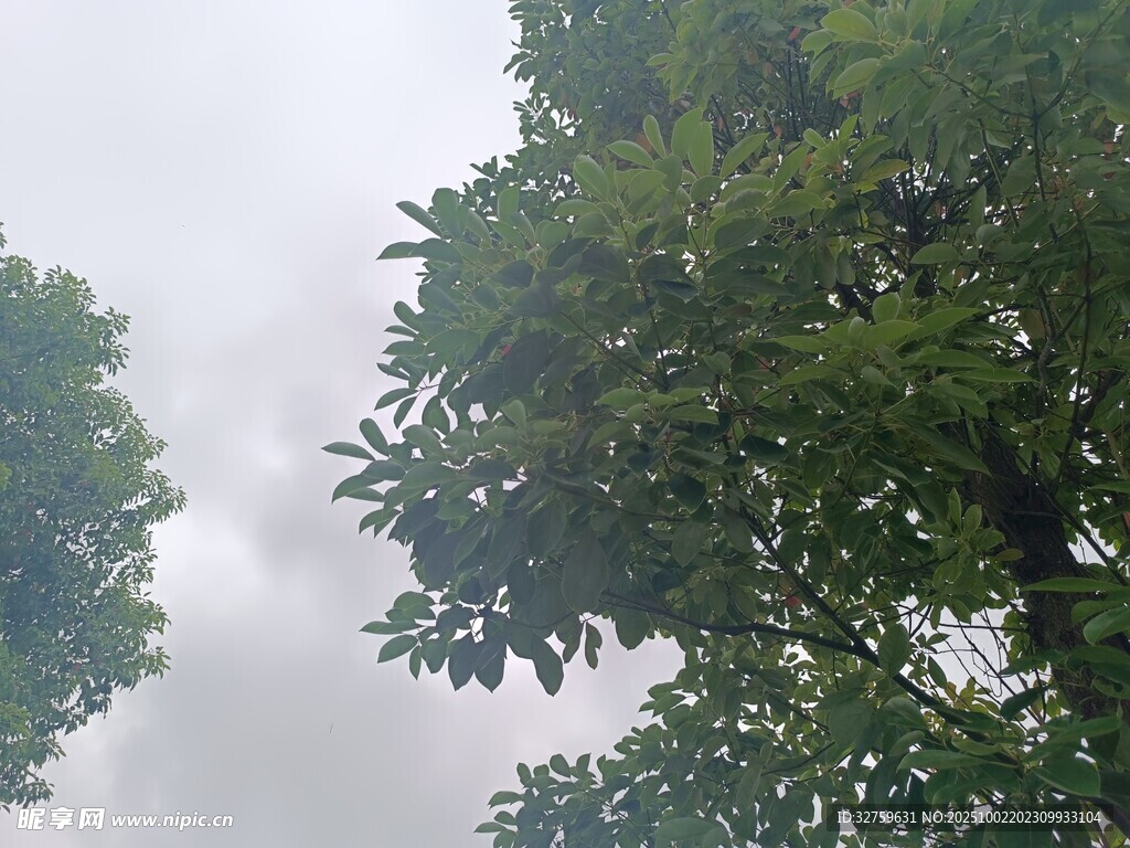仰視綠樹與朦朧天空