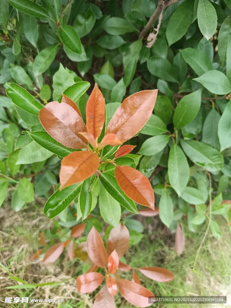 紅葉植物特寫