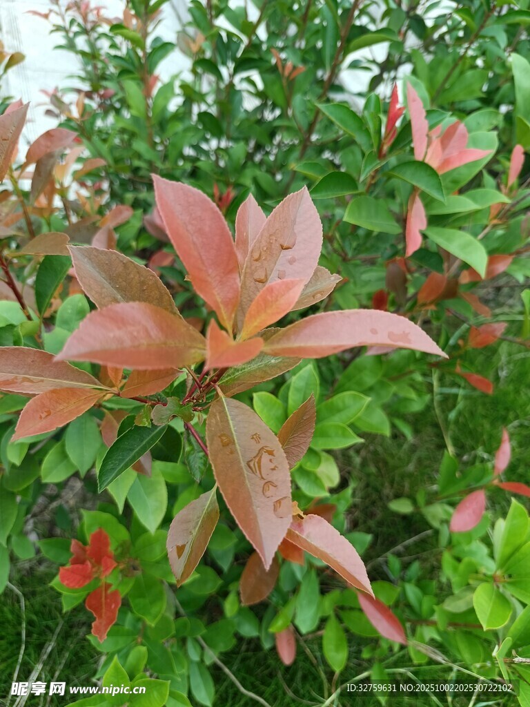 紅葉植物特寫