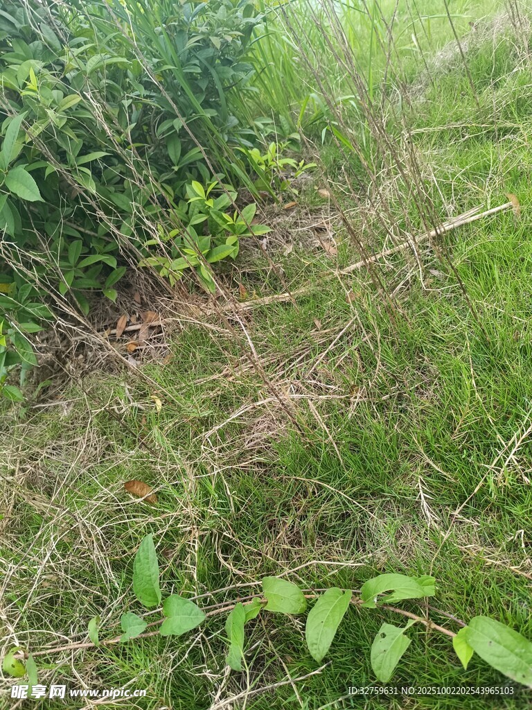 野外草地中的綠色植物