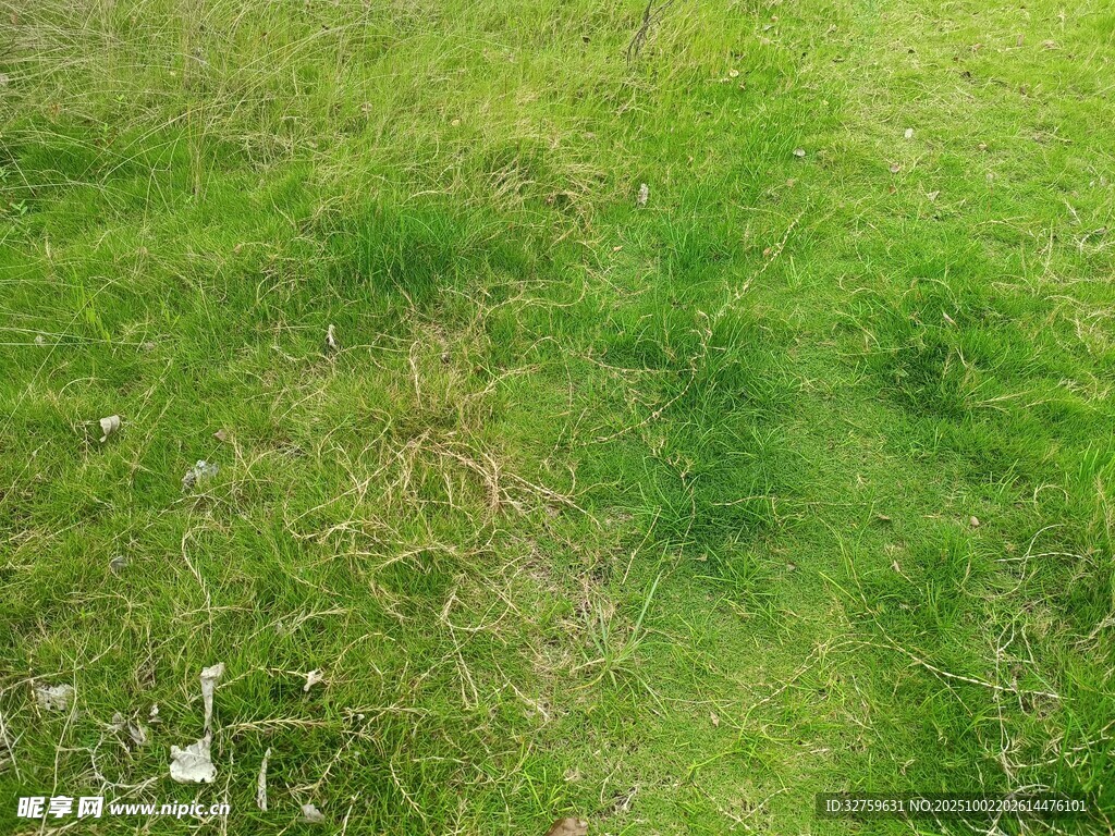 翠綠草地