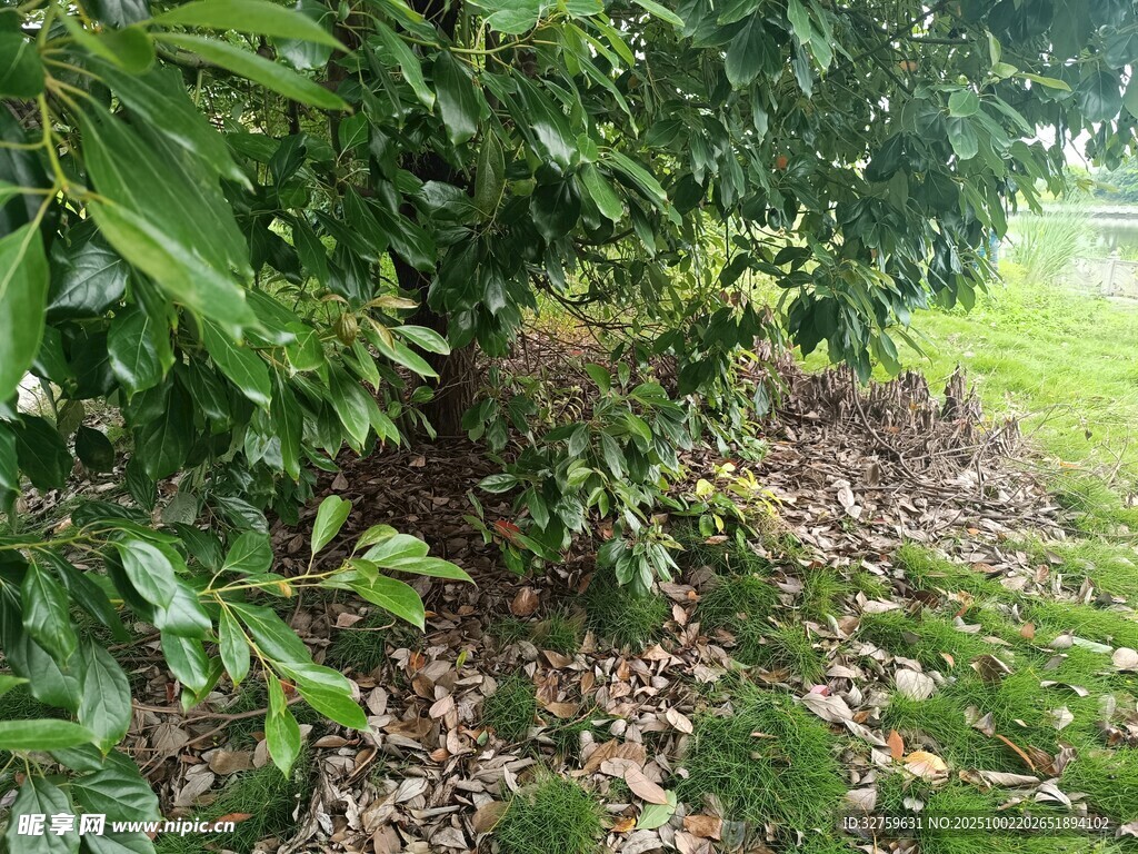 綠葉繁茂的自然景象